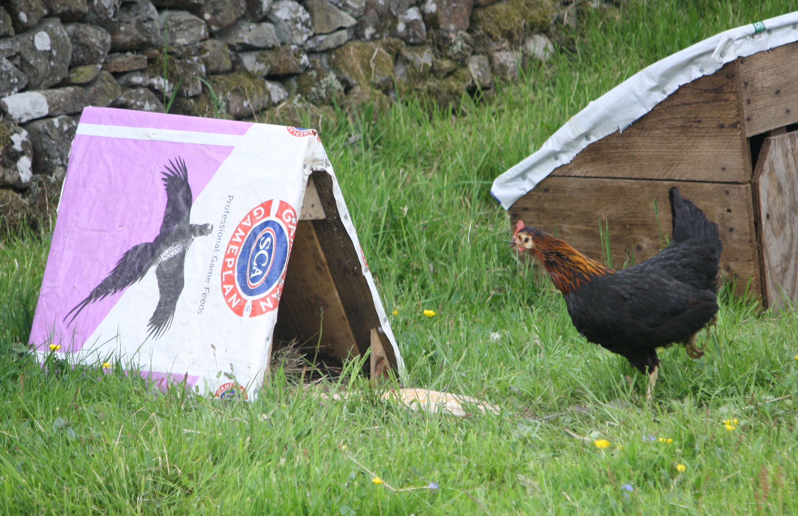 Idiosyncratic Poultry Working For Grouse