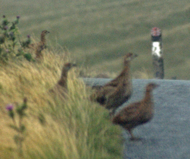 Terrible photograph, but part of a brood of ten in Teesdale.