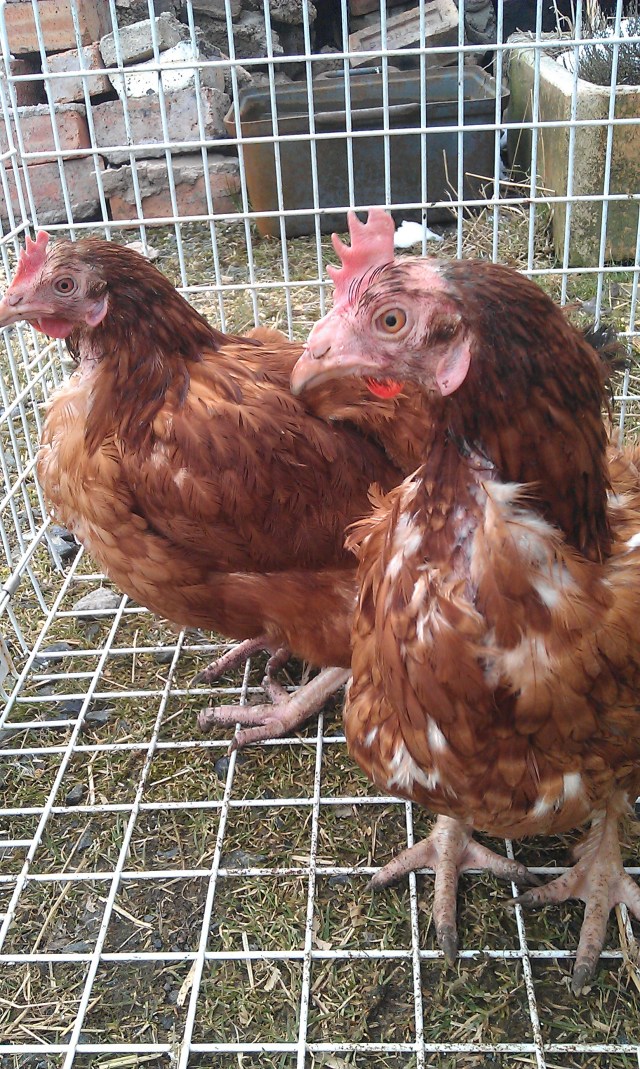 Tatty ex-battery hens teach a valuable lesson about chicken instincts.