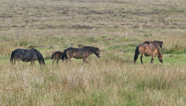 Exmoor ponies are surprisingly difficult to photograph
