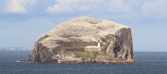 Bass rock groaning under the weight of 150,000 gannets