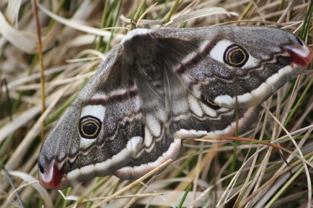 A female emperor from 2010